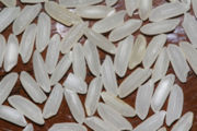 oryzas